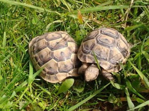Urlaub mit Kindern in Deutschland, unsere Schildkröten