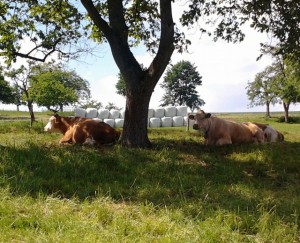 Auf dem Zeltnerhof machen auch Kühe Ferien auf dem Bauernhof